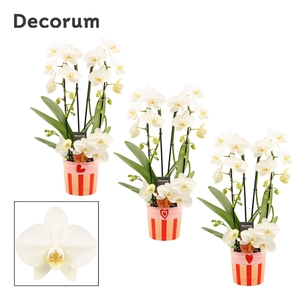 Phalaenopsis twirl wit in Romée (Sympathetic moods-collection)