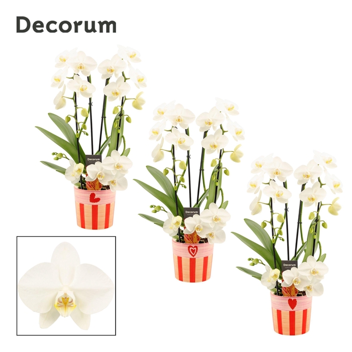 <h4>Phalaenopsis twirl wit in Romée (Sympathetic moods-collection)</h4>