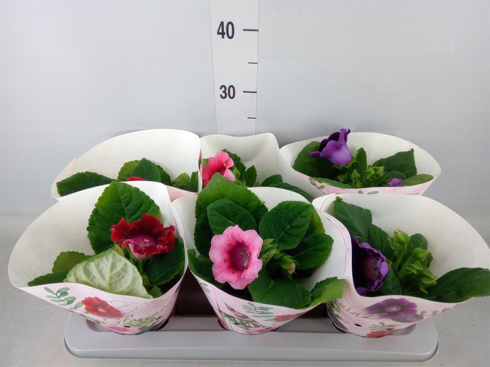 <h4>Sinningia   ...mix</h4>