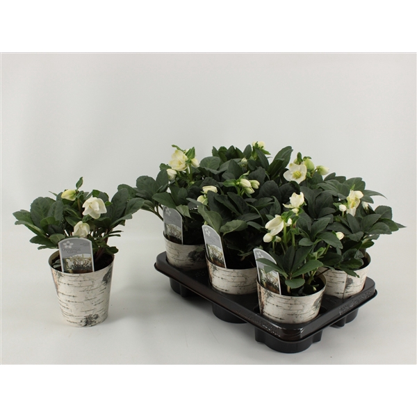 <h4>Helleborus Christmas Carol Berkpot 12</h4>