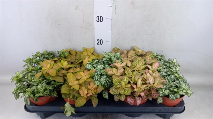 <h4>Fittonia ...mix</h4>