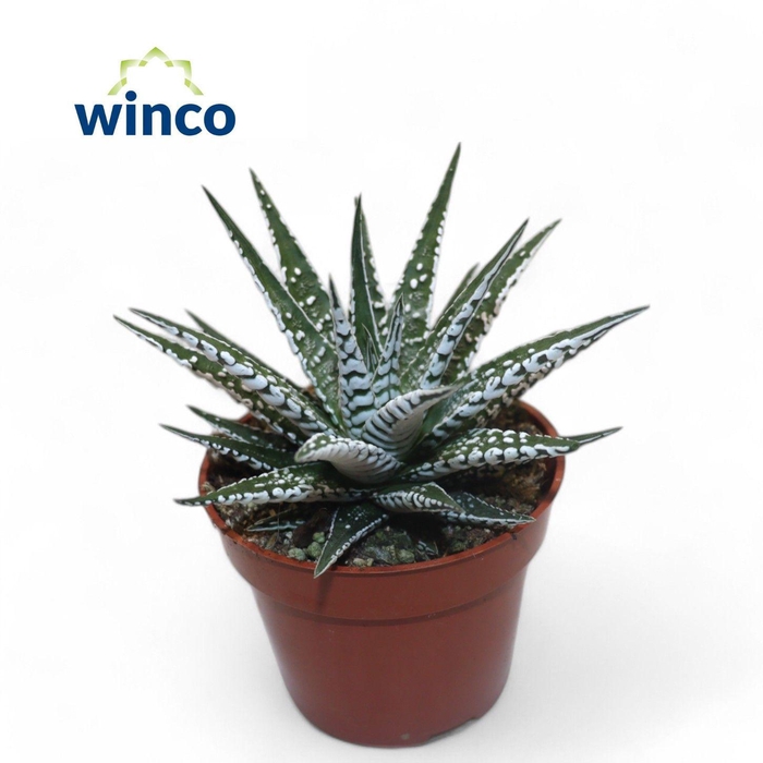 <h4>Haworthia Alba</h4>