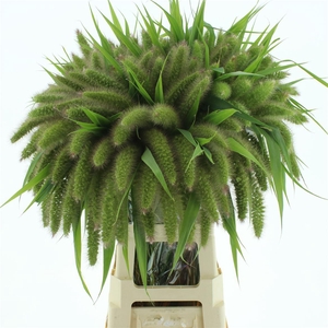 Setaria Italica