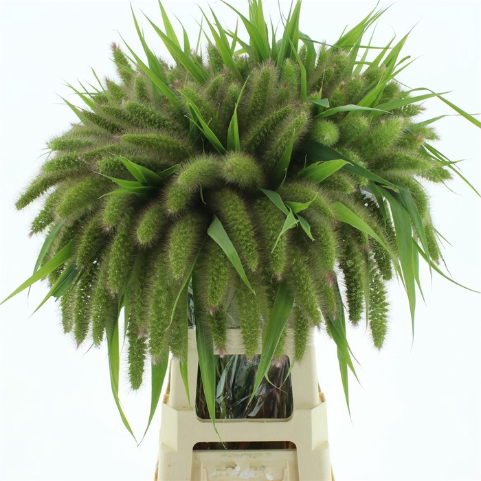 <h4>Setaria Italica</h4>