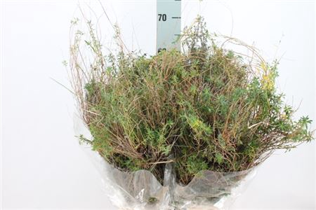 <h4>Euphorbia Spinoza Middel 400 Gram</h4>