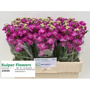 MATTH STOX DEEP ROSE