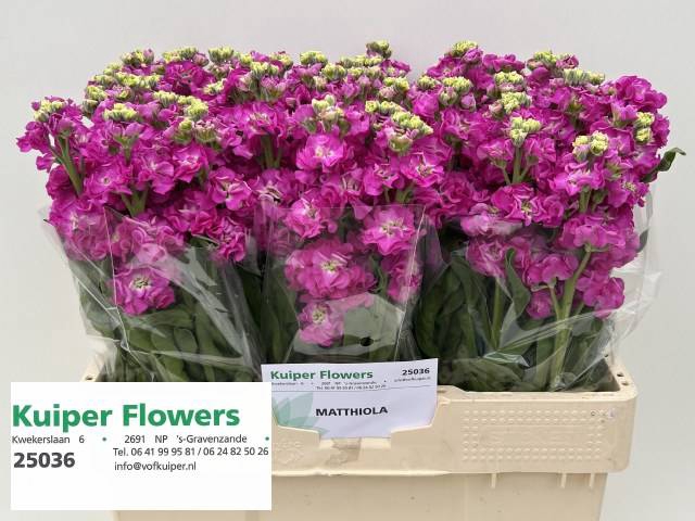 <h4>MATTH STOX DEEP ROSE</h4>