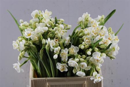 <h4>Narc D Bridal Crown</h4>