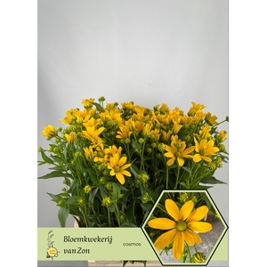 RUDBECKIA NITIDA