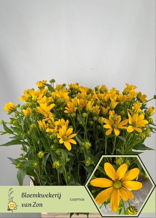 <h4>RUDBECKIA NITIDA</h4>
