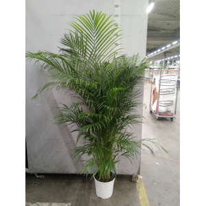 Dypsis lutescens   ...Chrysalidoca