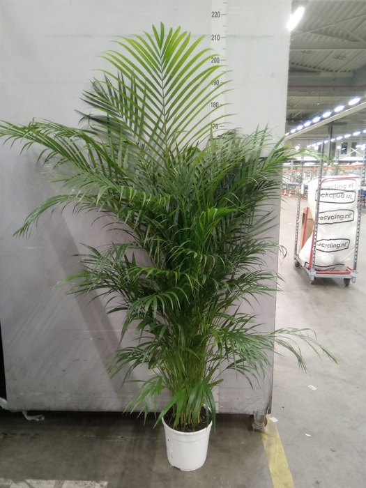 <h4>Dypsis lutescens   ...Chrysalidoca</h4>