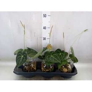 Anthurium clarinervium