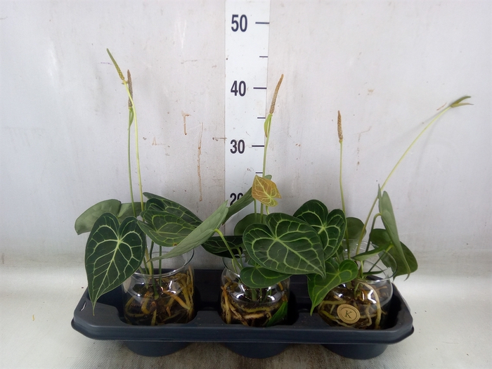 <h4>Anthurium clarinervium</h4>