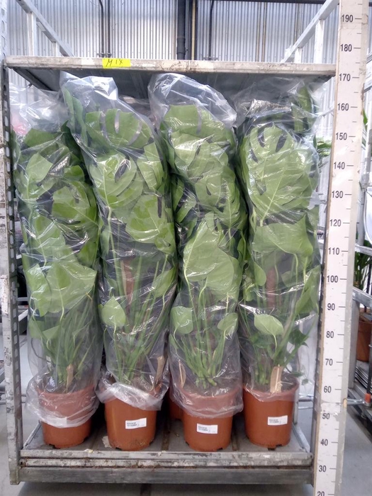 <h4>Monstera delic.</h4>