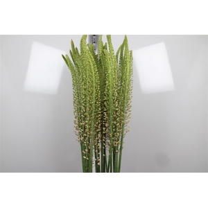 Eremurus Romance