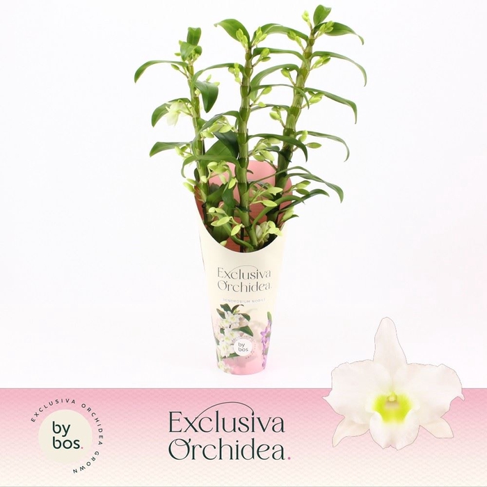 <h4>Dendrobium nob. 'StarCla Apollon'</h4>