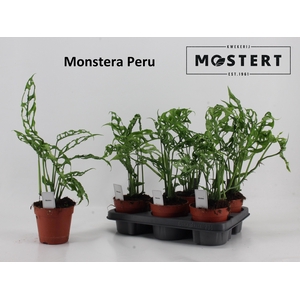 MONSTERA OV