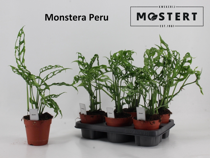 <h4>MONSTERA OV</h4>