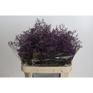 Limonium ov Safora Dark Blue