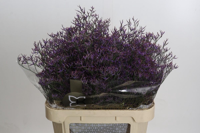 <h4>Limonium Safora Dark Blue</h4>