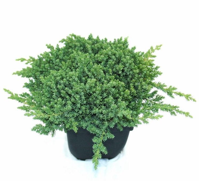 <h4>Juniperus procumbens 'Nana' P17</h4>