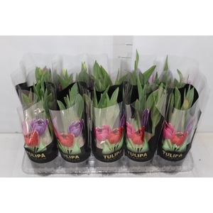 TULIPA VARIADO P12