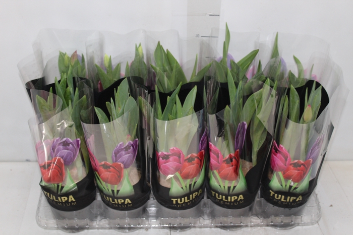 <h4>TULIPA VARIADO P12</h4>