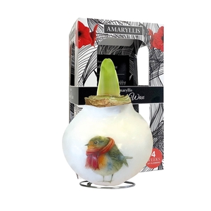 Amaryllis Touch of Wax Porcelain Robin 6x1, rode bloem, Karton Giftbox, Tray236