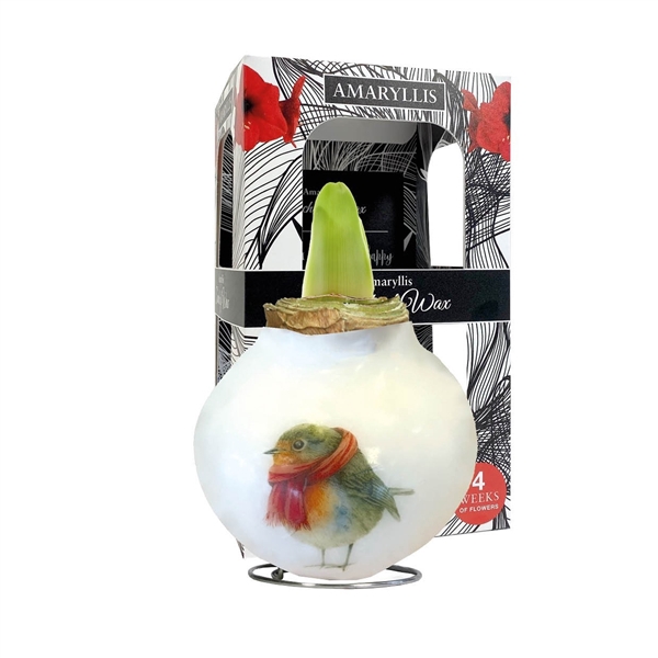 <h4>Amaryllis Touch of Wax Porcelain Robin 6x1, rode bloem, Karton Giftbox, Tray236</h4>