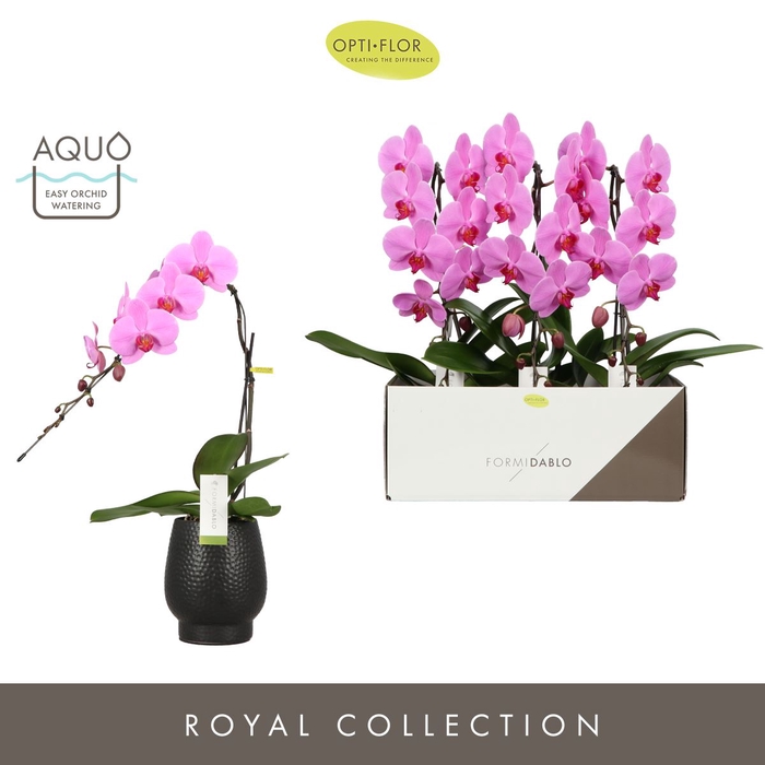 <h4>Phalaenopsis overig roze (enkele ta</h4>