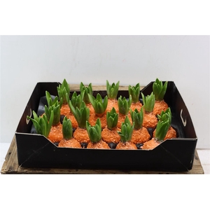 Wax Hyacinth Korrel Oranje