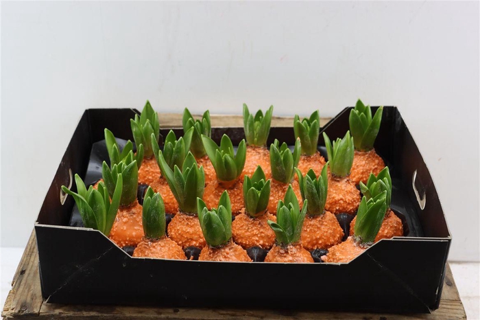 <h4>Wax Hyacinth Korrel Oranje</h4>