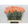 Dianthus St Megan