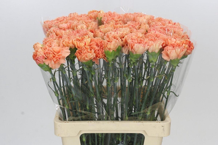Dianthus St Megan