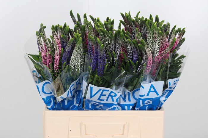 <h4>Veron Smart Col Gem</h4>