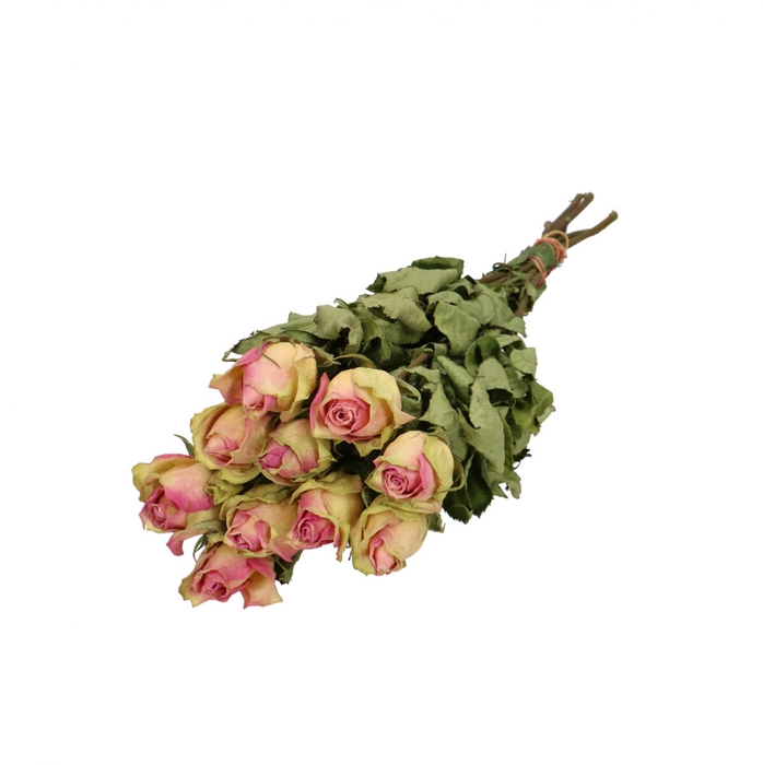 Dried flowers Rose 40cm x10