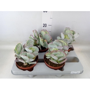 Aeonium arboreum 'Velours'