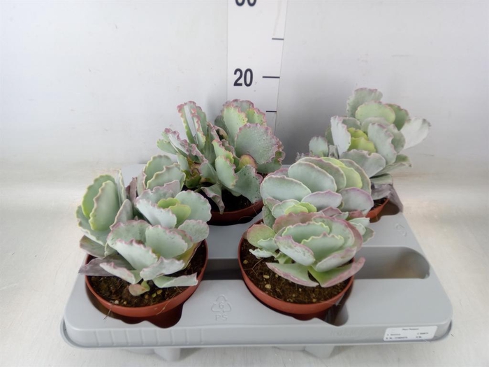 <h4>Aeonium arboreum 'Velours'</h4>