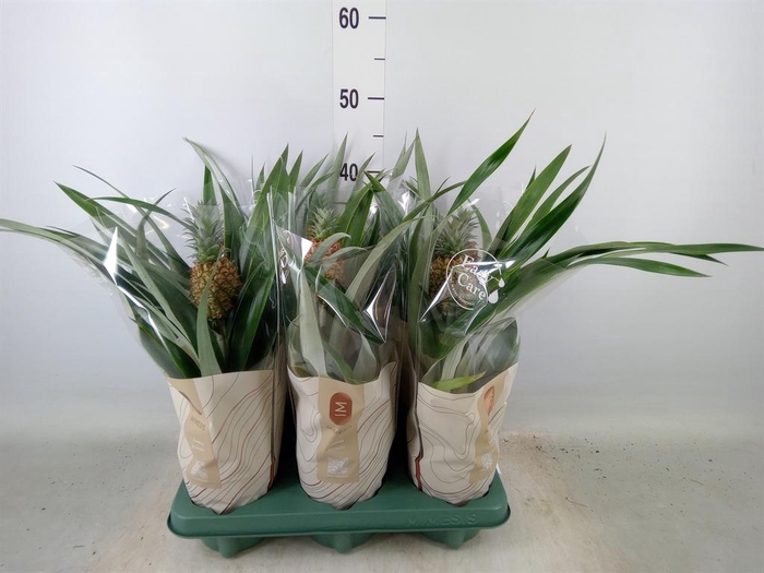 <h4>Ananas  'Rosita'</h4>