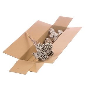 Lotus Med. O/s Sb Ch Gold