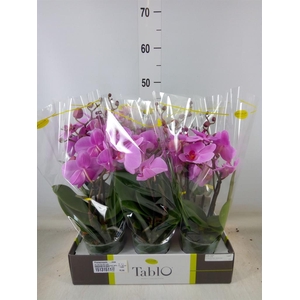 Phalaenopsis   ...rose