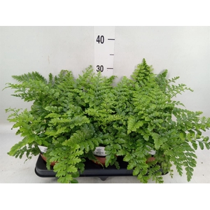 Asplenium  'Parvati'