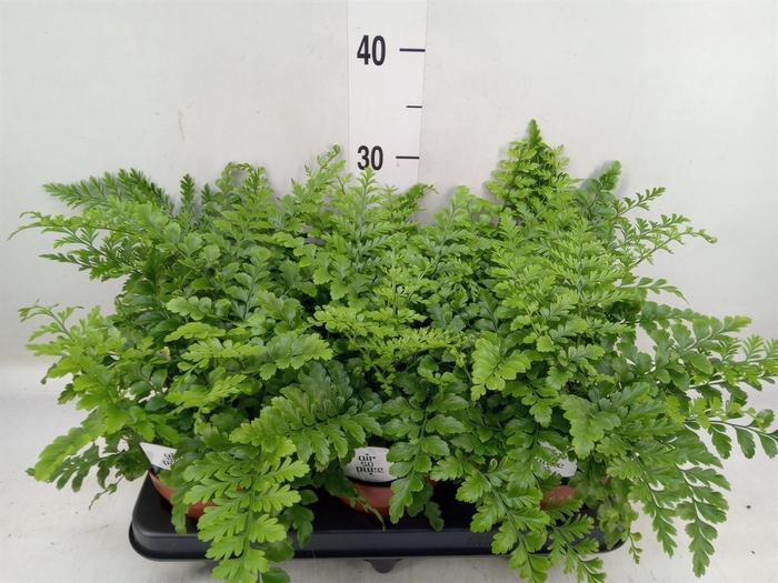 Asplenium  'Parvati'