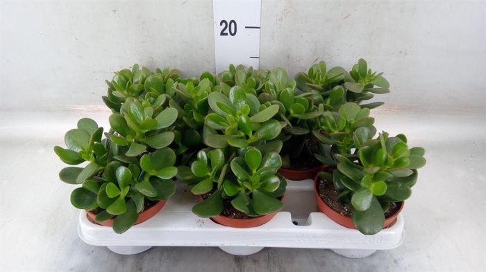 <h4>Crassula ovata</h4>