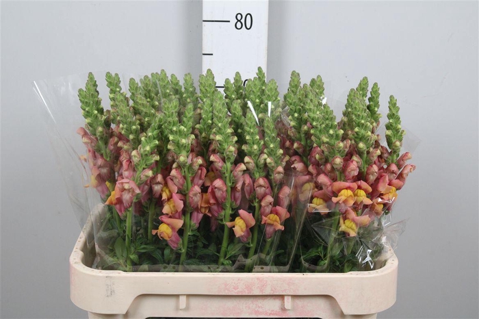 <h4>Antir Cool Orange</h4>