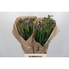 Freesia One XXL Blue