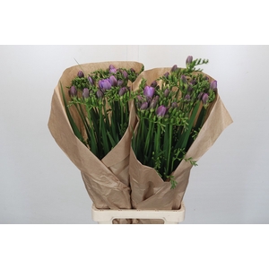 Freesia One XXL Blue