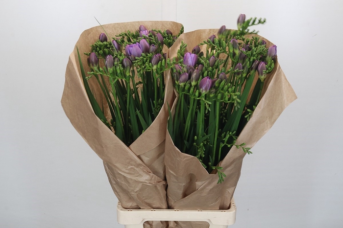 Freesia One XXL Blue