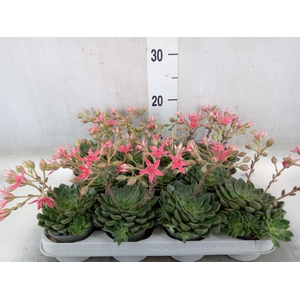 Graptopetalum tacitus